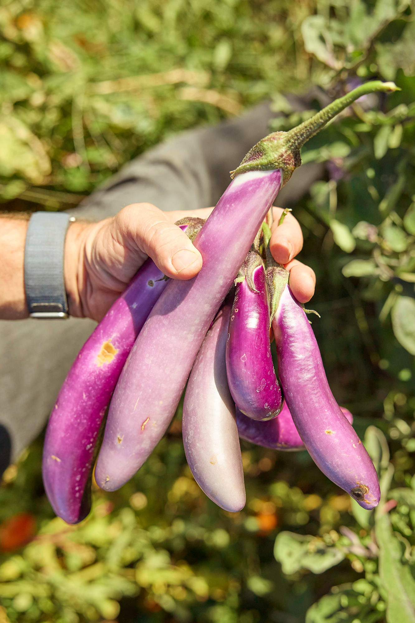 Matthiasson Wines | Eggplant Caponata